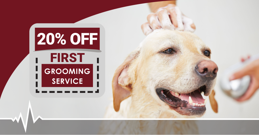 10% Off First Grooming Service